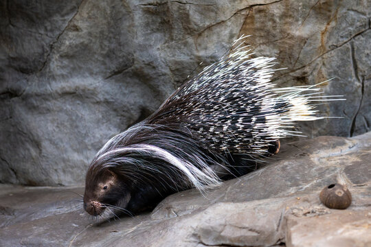 A porcupine with sharp quills rests on a rocky surface.