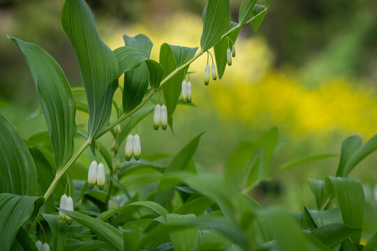 Like tiny lanterns suspended beneath emerald leaves, Solomon's seal quietly celebrates spring. Blooming Solomon's seal (Polygonatum), with graceful white bell-shaped flowers. 