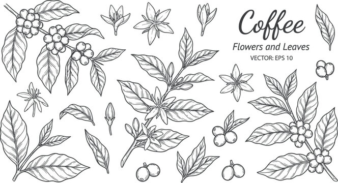 Coffee plant flowers and leaves vector illustration