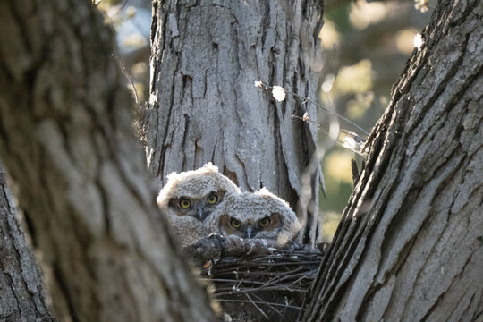 Two fluffy owlets peek out from their nest nestled in a tree.