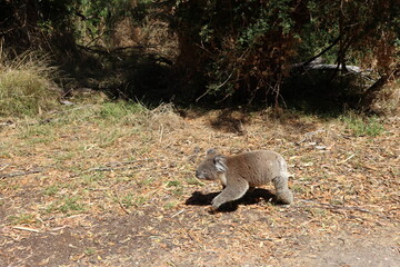  koala walking © Peppa