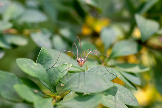 A daddy longlegs spider with long, thin legs rests on green leaves.