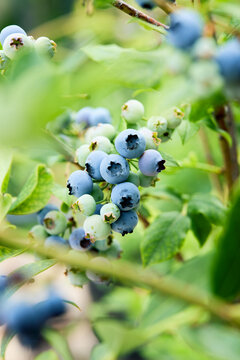 Ripe and unripe blueberries growing on a bush in a garden