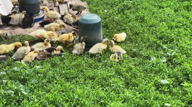 Small domestic ducklings eat and drink on a farm yard
