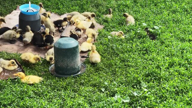 Small domestic ducklings eat and drink on a farm yard
