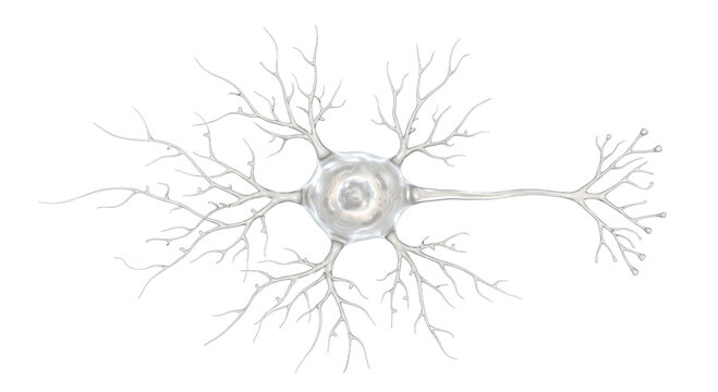 Detailed 3D illustration of a single neuron cell with its intricate dendrites and axon
