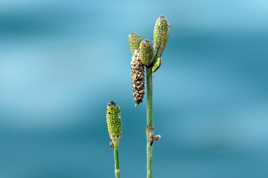 Spore-bearing cones (strobili) of branched horsetail (Equisetum ramosissimum), an ancient fern relative that reproduces by releasing microscopic spores.