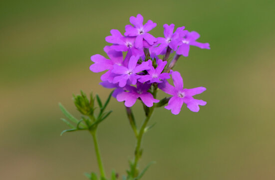 Clusters of vibrant violet-pink flowers of Glandularia (mock vervain), featuring five-lobed blossoms that create a colorful ornamental display.