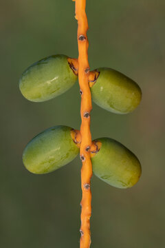Developing green, unripe dates hang in clusters from a bright orange stem of a date palm (Phoenix dactylifera), showcasing an early stage of fruit development.