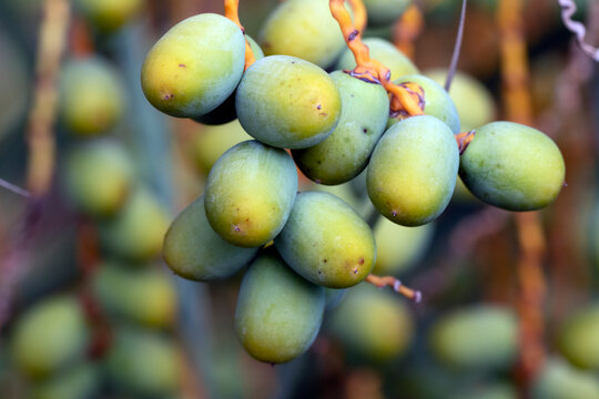 Developing green, unripe dates hang in clusters from a bright orange stem of a date palm (Phoenix dactylifera), showcasing an early stage of fruit development.