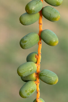 Developing green, unripe dates hang in clusters from a bright orange stem of a date palm (Phoenix dactylifera), showcasing an early stage of fruit development.