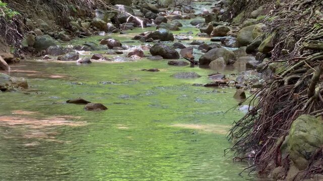  Flowing forest stream over rocky bed with green water, stationary view of mountain river for environmental content
