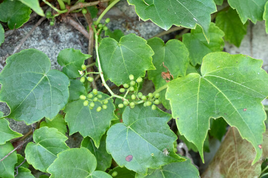 American ivy or Boston ivy (Parthenocissus tricuspidata) is a vigorous climbing vine with glossy three-lobed leaves, widely grown to cover walls, fences, and buildings.