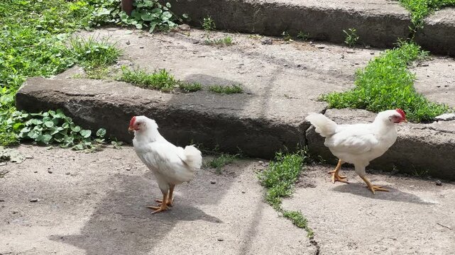 Two young domestic roosters fighting among themselves on farm yard