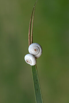 Two white garden snail (Theba pisana) shells rest on a grass stalk, a natural behavior that helps them avoid heat, conserve moisture, and reduce predator risk.