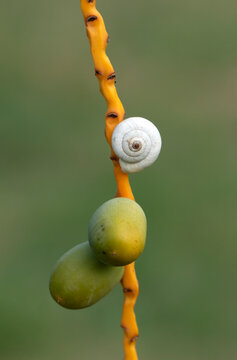 White garden snail (Theba pisana) shell rests on a date palm stalk, a natural behavior that helps them avoid heat, conserve moisture, and reduce predator risk