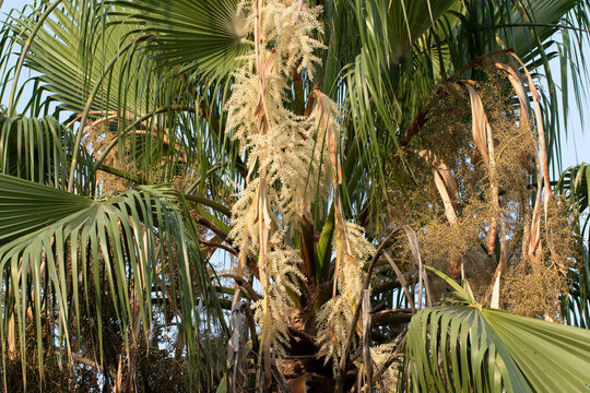 Blooming Mexican fan palm (Washingtonia robusta) with fan-shaped leaves and long, cascading cream-colored flower clusters, an iconic ornamental palm in summer.