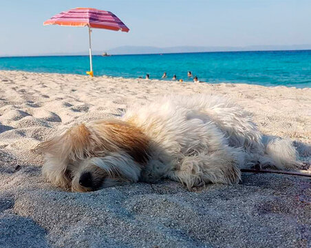 Coton de Tulear puppy resting on the beach