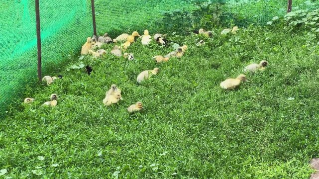 Domestic ducklings walking in pen with grass on farm yard