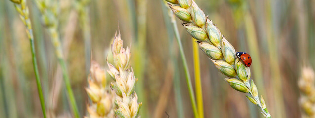Red ladybug crawls on an unripe spikelet of wheat in the field. Macro photography of nature, ecology, agriculture and summer. © Stepanych