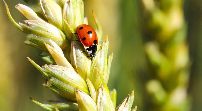 Red ladybug crawls on an unripe spikelet of wheat in the field. Macro photography of nature, ecology, agriculture and summer.