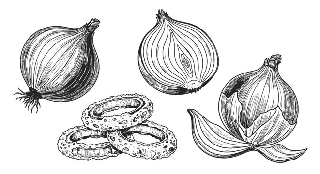 Black and white onion bulb and sliced illustrations
