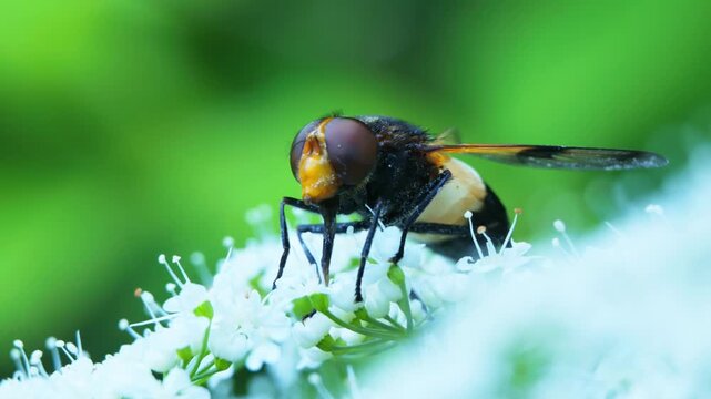 A flower fly in a Cow parsley in a park in Trondheim, Norway. Latin: Volucella pellucens