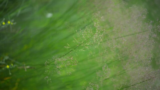 serene grass close-up in natural outdoor setting with green and brown tones, static shot from above, peaceful environment for nature background and environmental theme.