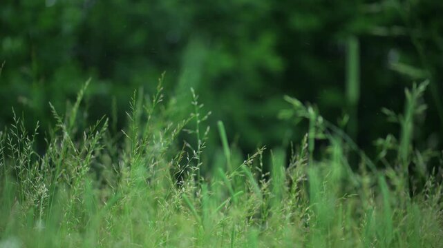 still grass in a serene outdoor natural environment with a ground-level perspective and green and black tones, a peaceful and natural scene for editorial and educational use.
