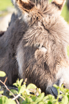 Shaggy Donkey Grazing Galway Ireland