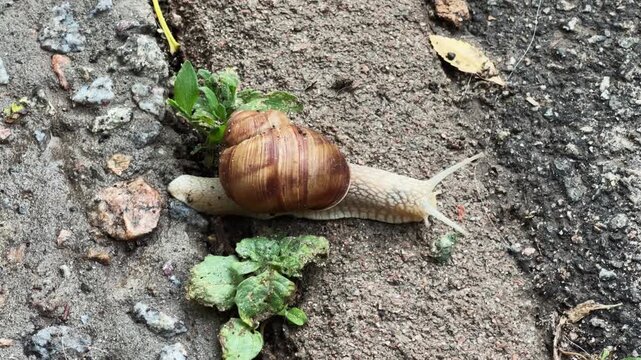 Snail crawling along the wet rough concrete surface, top view