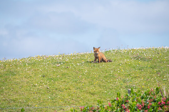 Red Fox Kit Connemara Ireland