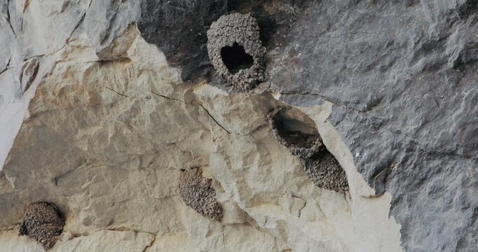 Animal architecture: swallow mud nests hanging on a rocky cave wall.