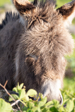 Shaggy Donkey Grazing Galway Ireland