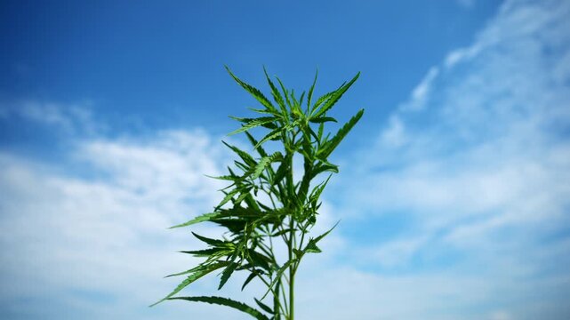 Young hemp plant developing fresh foliage under open sky. Sustainable agriculture, industrial crop production and botanical research concept. 4K.