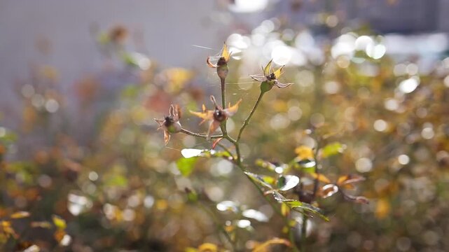 watch as delicate flower buds transform into vibrant blooms in a tranquil, scenic sunny meadow. this close-up, ground-level time lapse showcases the natural beauty of springtime foliage.