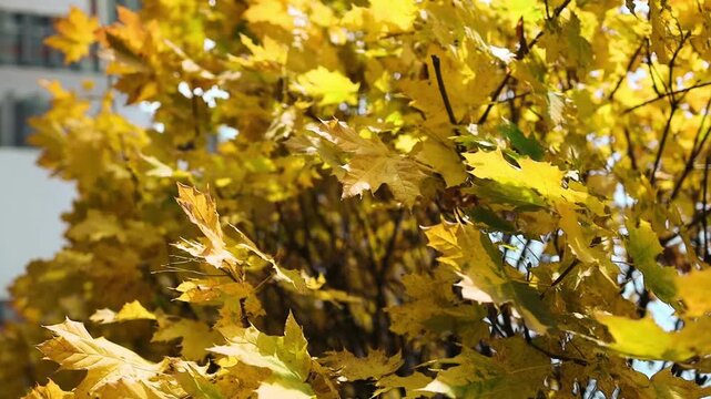 Autumn leaves no visible action static scene, in outdoor natural environment, with leaves, branches, with wooden branches, fallen leaves texture, from a close-up natural perspective perspective.