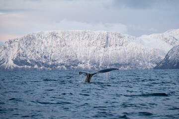 Naklejka premium Wal im norwegischen Fjord