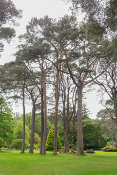 Tall Evergreen Trees Muckross Gardens Ireland