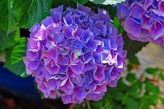 Blue Hydrangea, in June 2026.