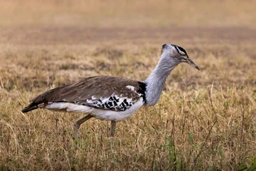 Kori bustard walking across the Serengeti plains, Tanzania © Robert