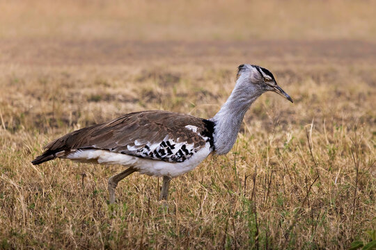 Kori bustard walking across the Serengeti plains, Tanzania