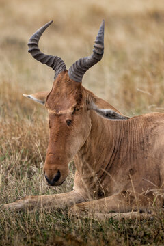 Coke's hartebeest resting on the Serengeti plains