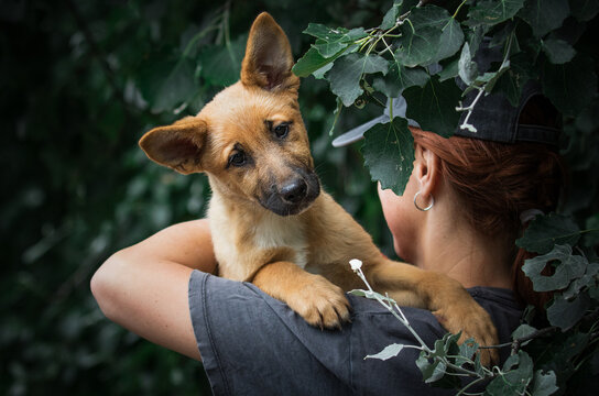 A highly expressive puppy face looking at the camera from a shoulder.