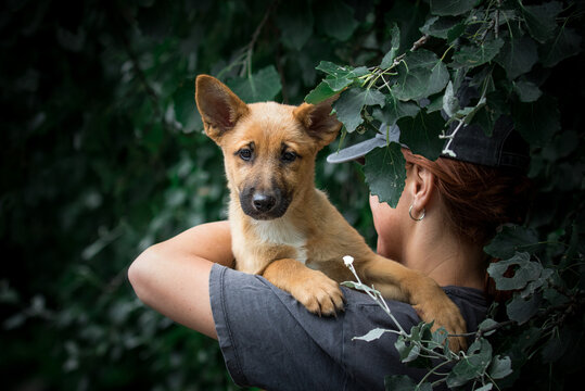 A highly expressive puppy face looking at the camera from a shoulder.