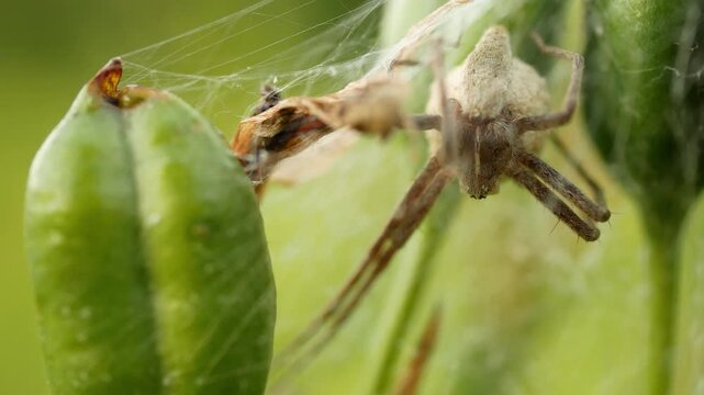 Nursery web spider Pisaura mirabilis cocoon egg protection Pisauridae predatory arachnid web building at seed of Iris sibirica Siberian flag meadow camouflage female spider maternal care and female