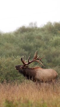 Elk Bull Bugling During the Autumn Rut 