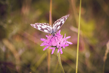 Fototapeta premium Marbled White Butterfly (Melanargia galathea) feeding on pink wildflower in summer meadow. Delicate black and white butterfly on blooming blossom with soft bokeh, natural wildlife macro photography