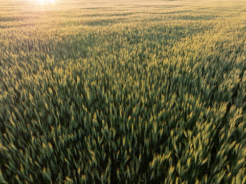 Close-up of golden wheat field at golden hour with soft sunlight