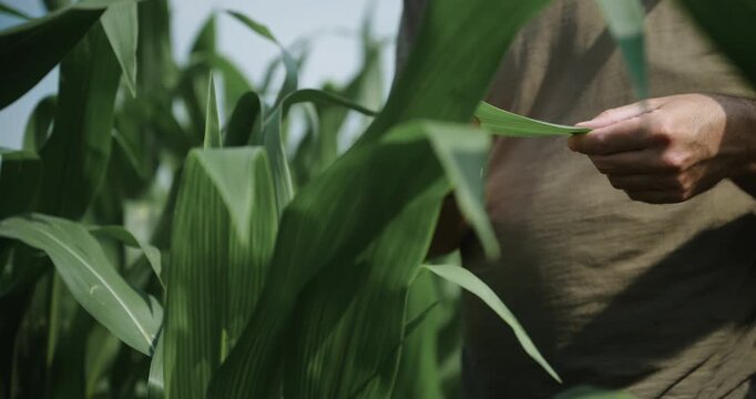 Close-up of a farmer inspecting healthy green corn leaves in a cultivated field. Crop monitoring, plant health and modern agriculture concept. 4K.